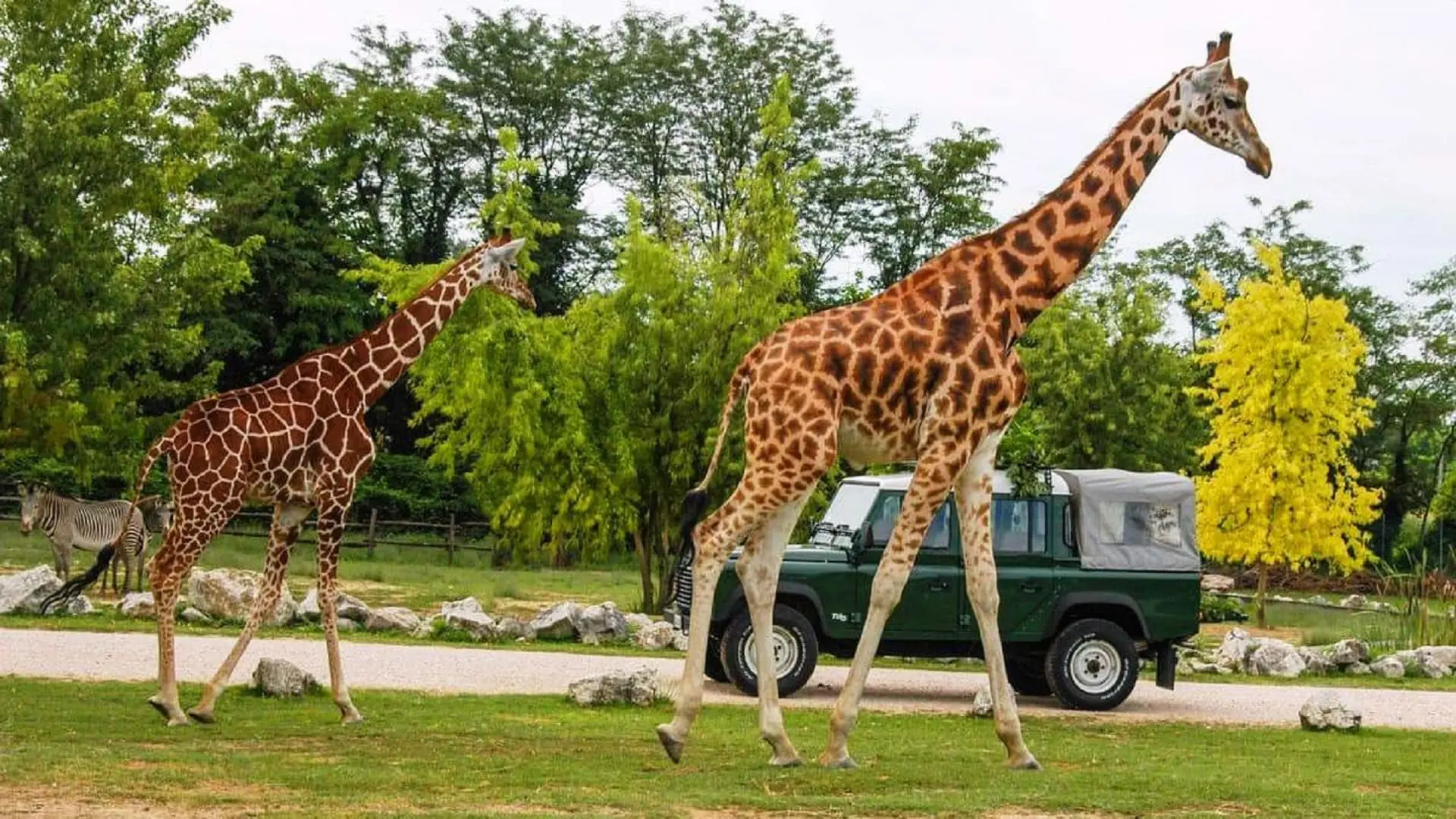 verona zoo safari park